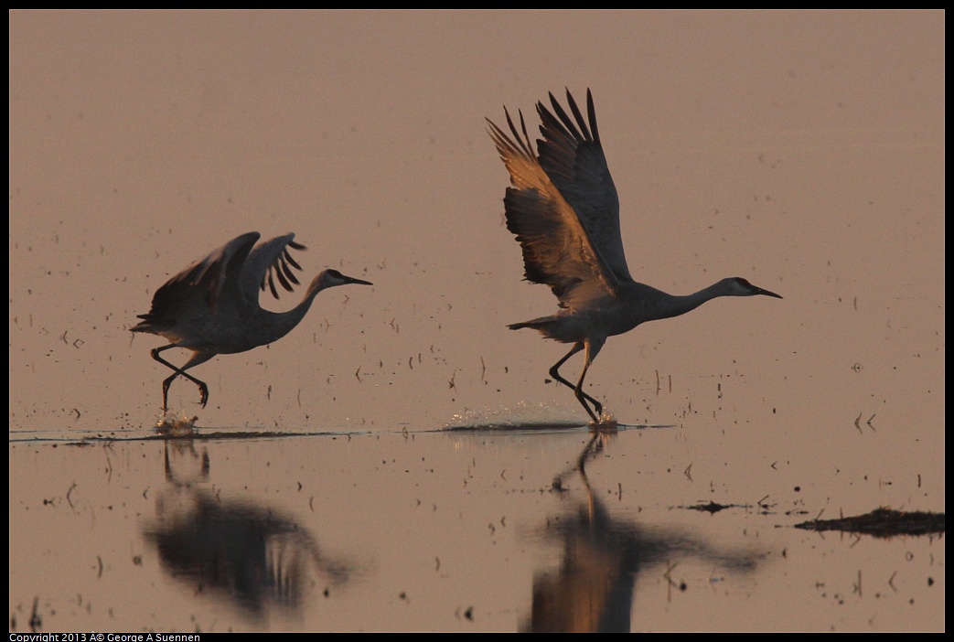 0119-074522-03.jpg - Sandhill Crane