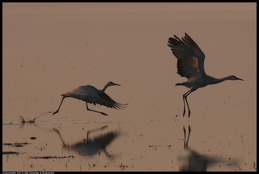 0119-074523-01.jpg - Sandhill Crane