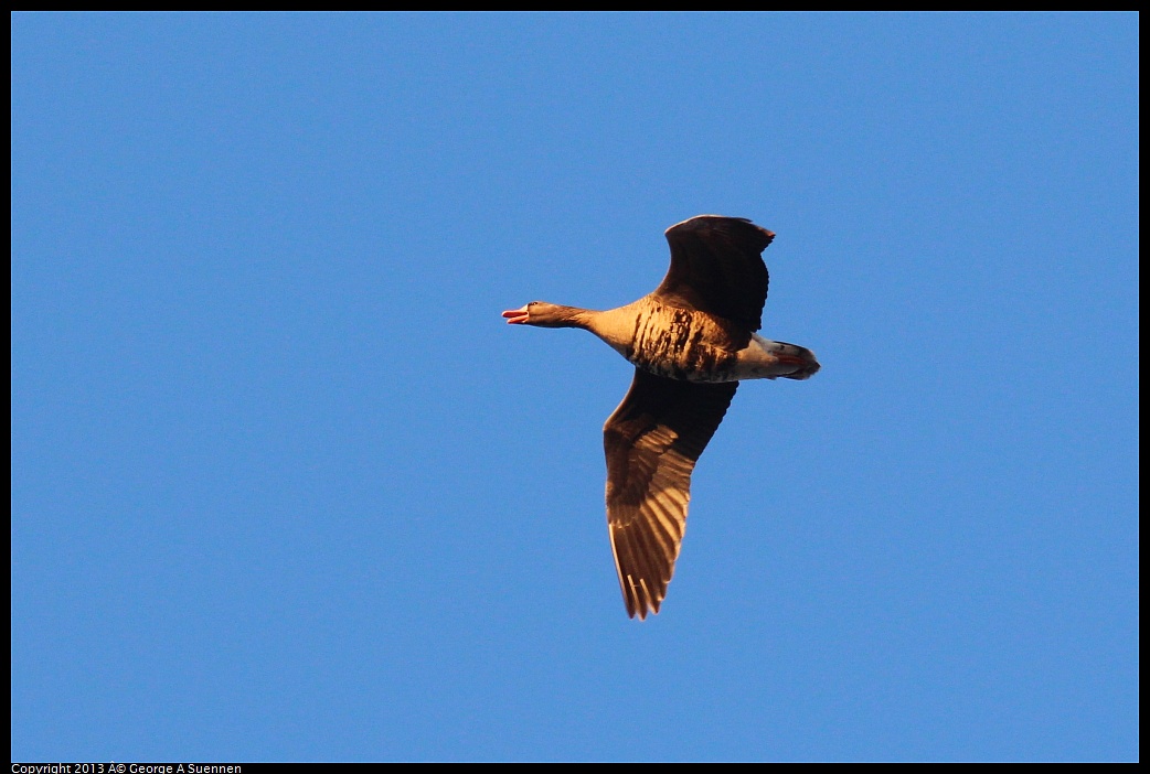 0119-075120-03.jpg - Greater White-fronted Goose