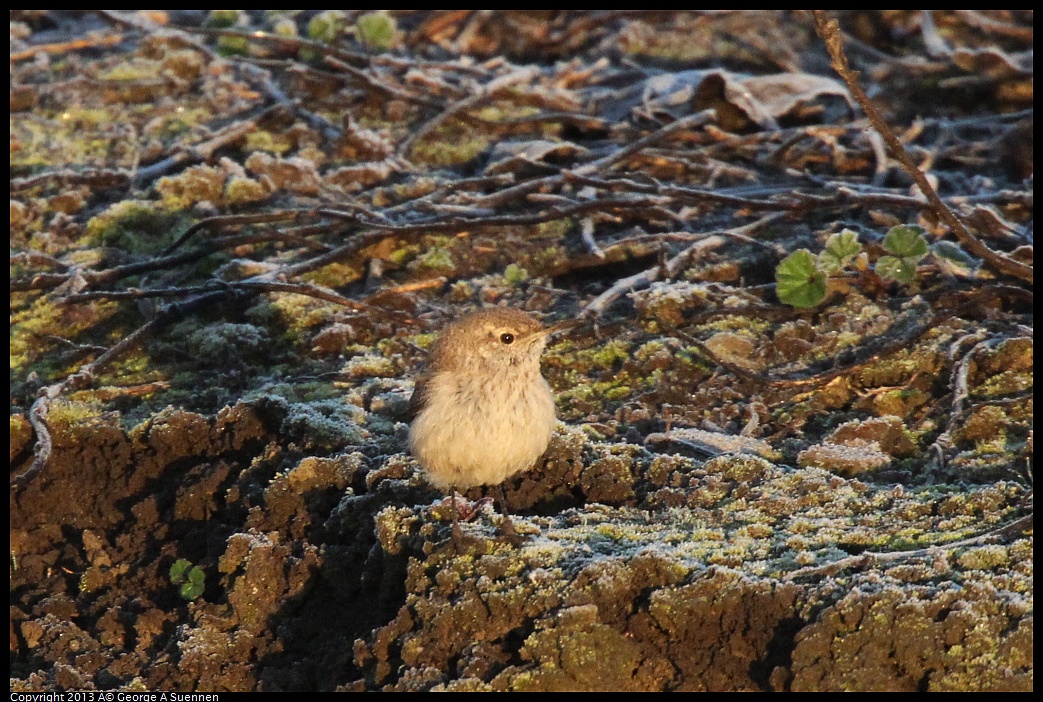 0119-075308-02.jpg - Wren