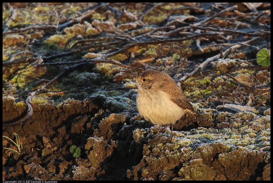 0119-075312-01.jpg - Wren