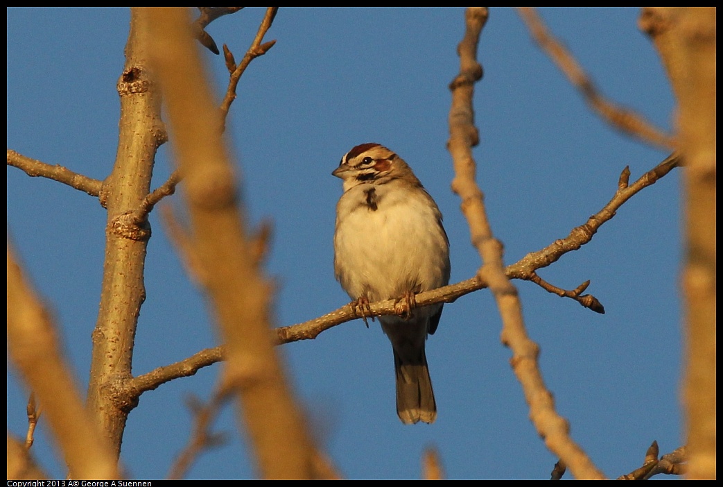 0119-075745-04.jpg - Lark Sparrow