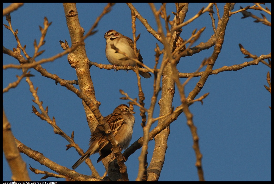 0119-075846-01.jpg - Lark Sparrow