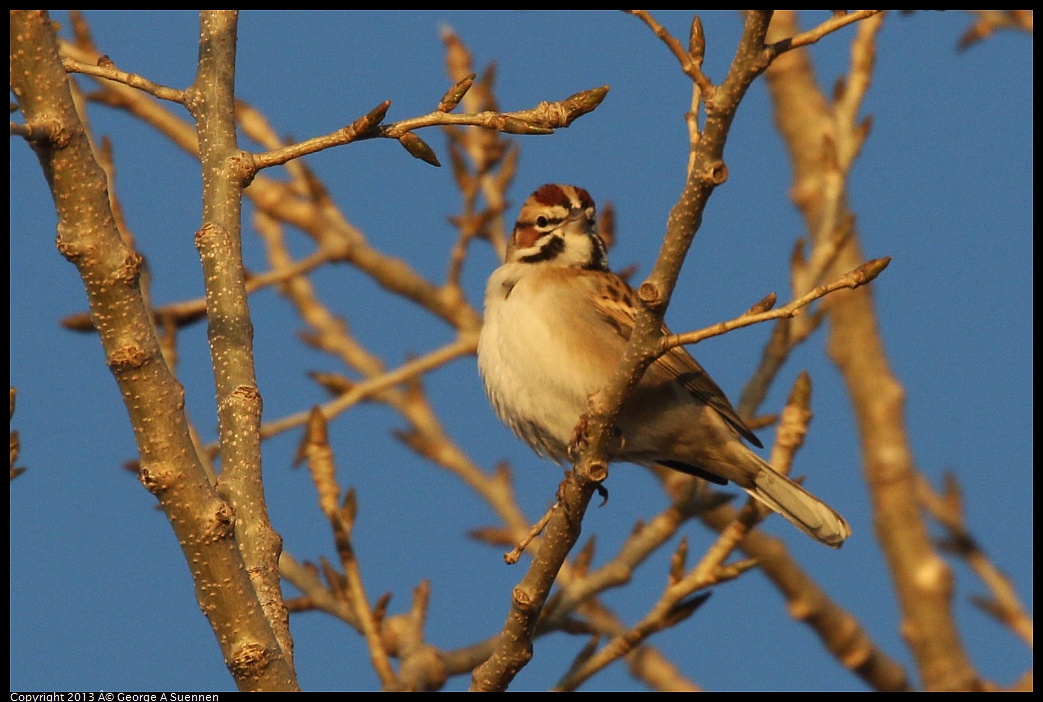 0119-075850-02.jpg - Lark Sparrow