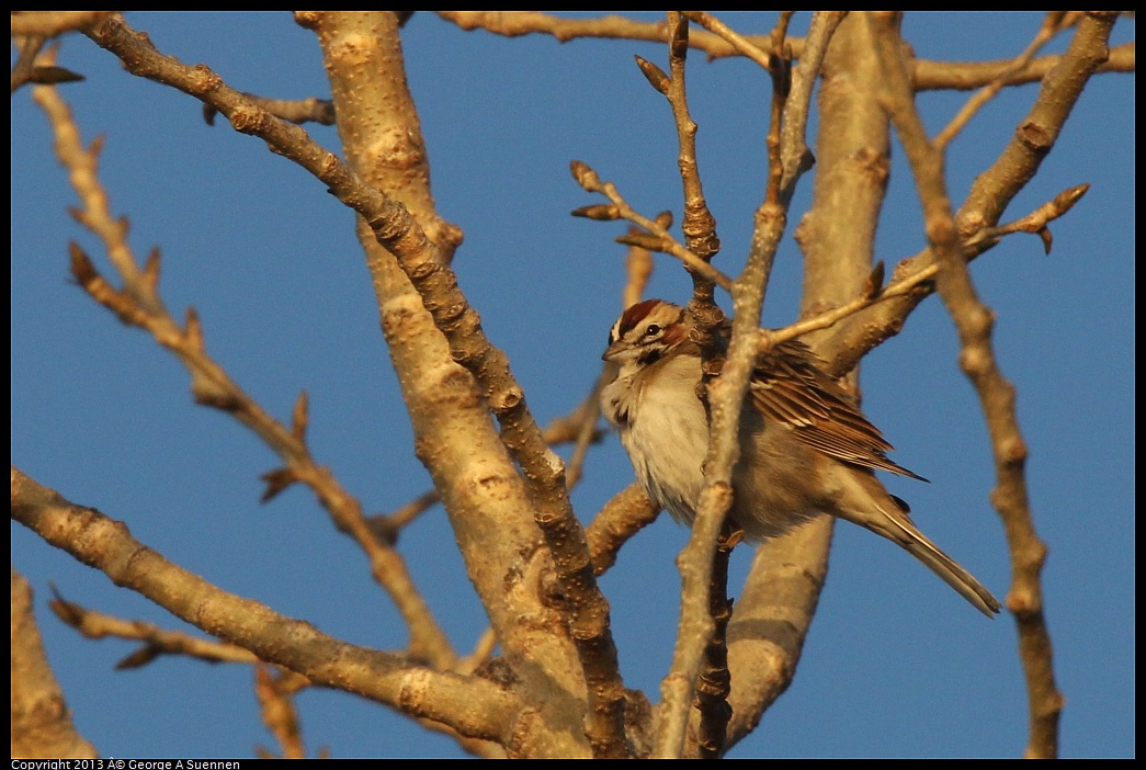 0119-080022-01.jpg - Lark Sparrow