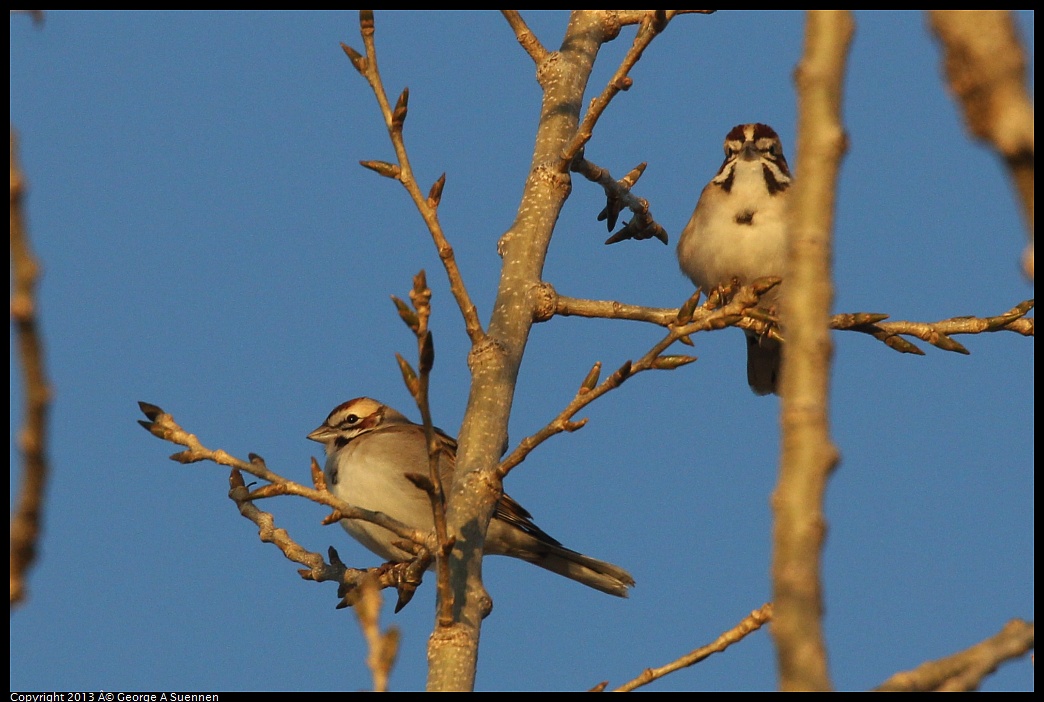 0119-080032-02.jpg - Lark Sparrow