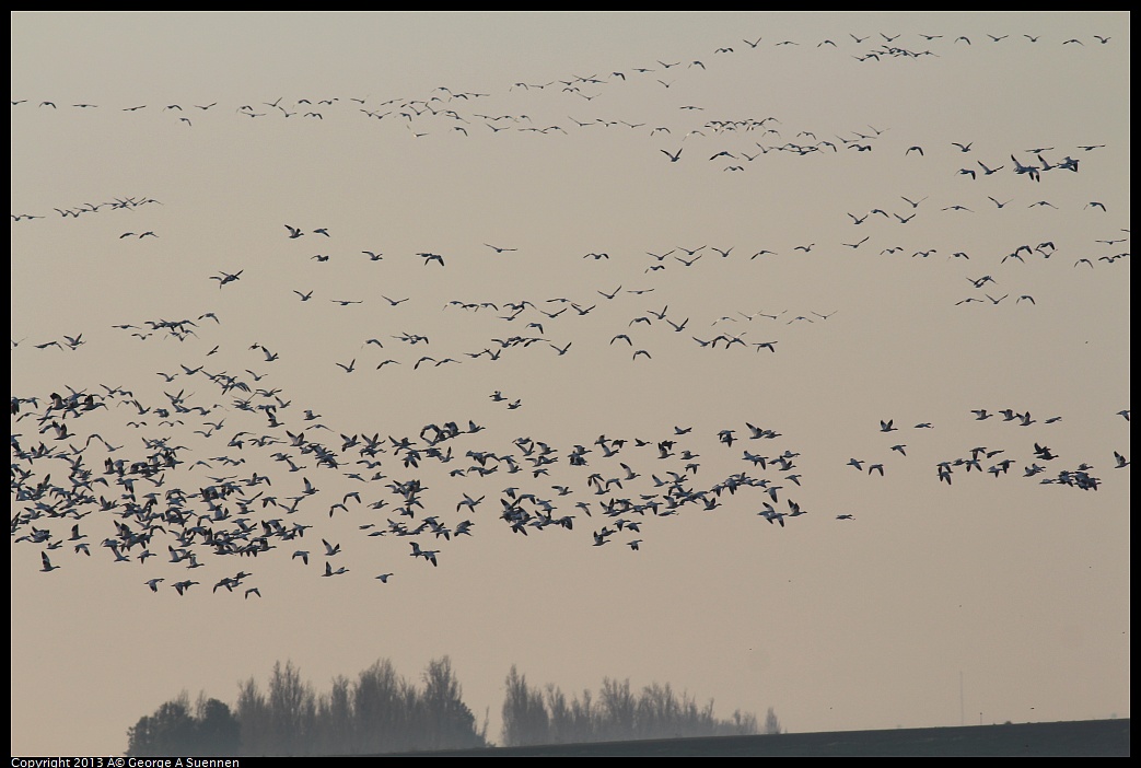 0119-080253-01.jpg - Geese