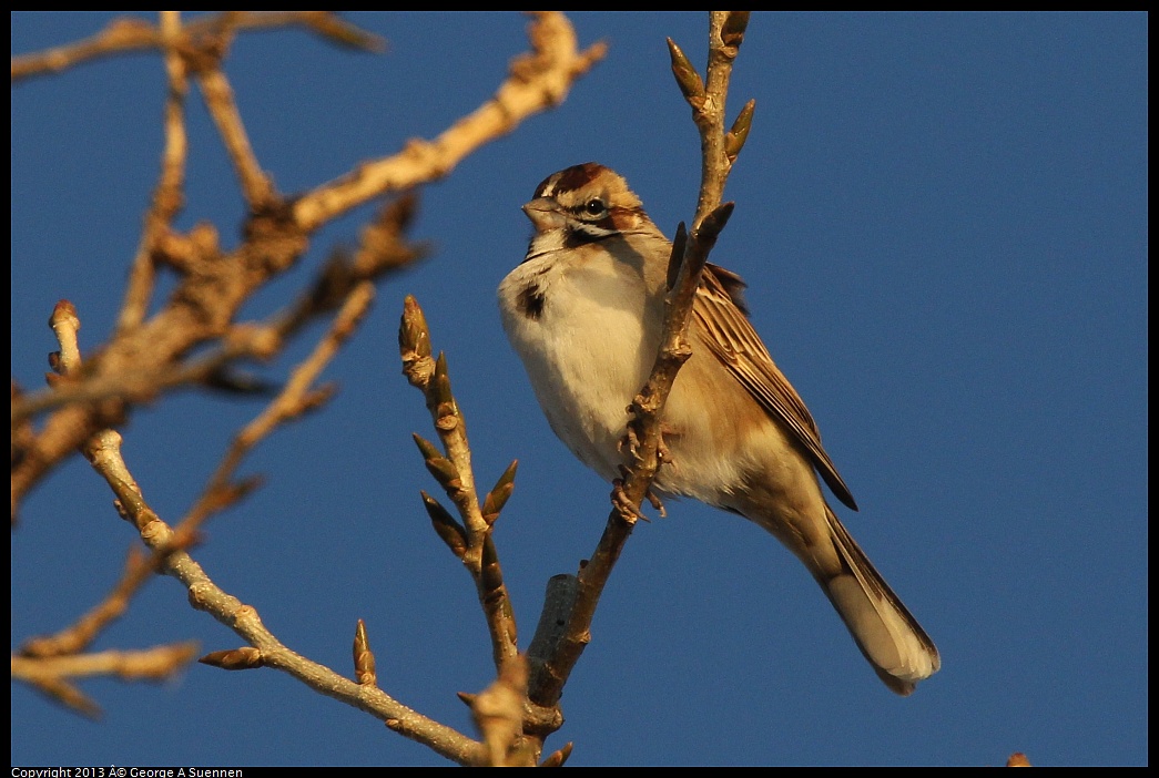 0119-080306-02.jpg - Lark Sparrow