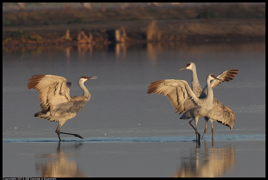 0119-080800-01.jpg - Sandhill Crane