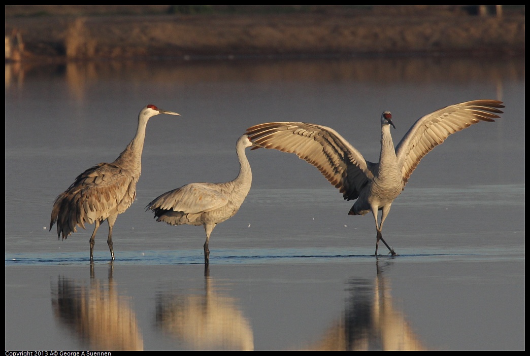 0119-080803-01.jpg - Sandhill Crane