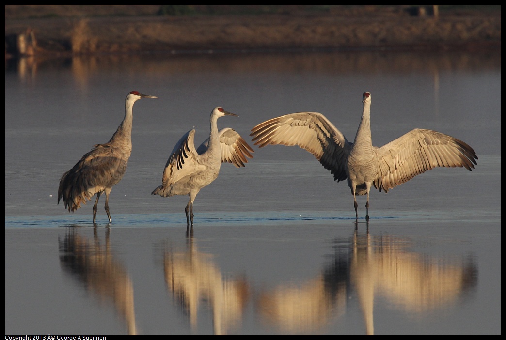 0119-080804-02.jpg - Sandhill Crane