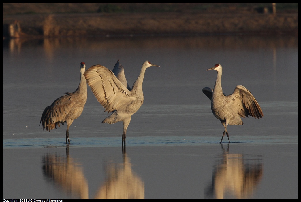 0119-080806-02.jpg - Sandhill Crane