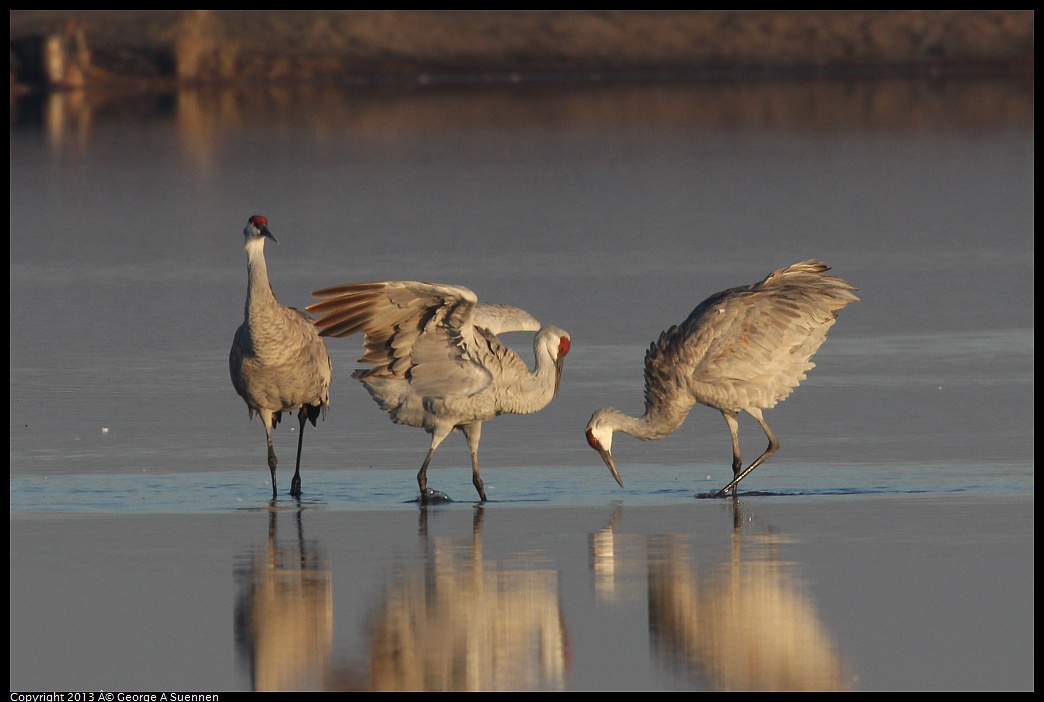 0119-080807-06.jpg - Sandhill Crane