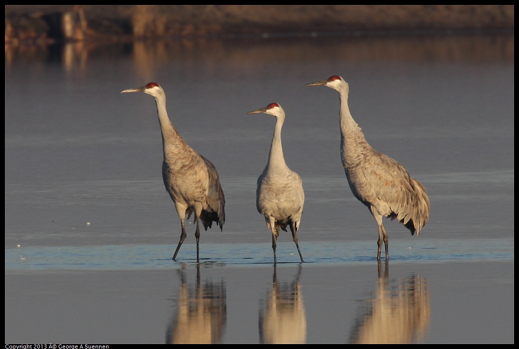 0119-080810-01.jpg - Sandhill Crane