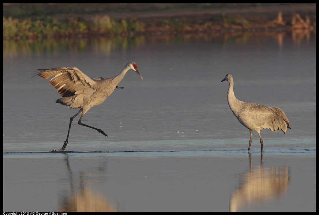 0119-080818-05.jpg - Sandhill Crane