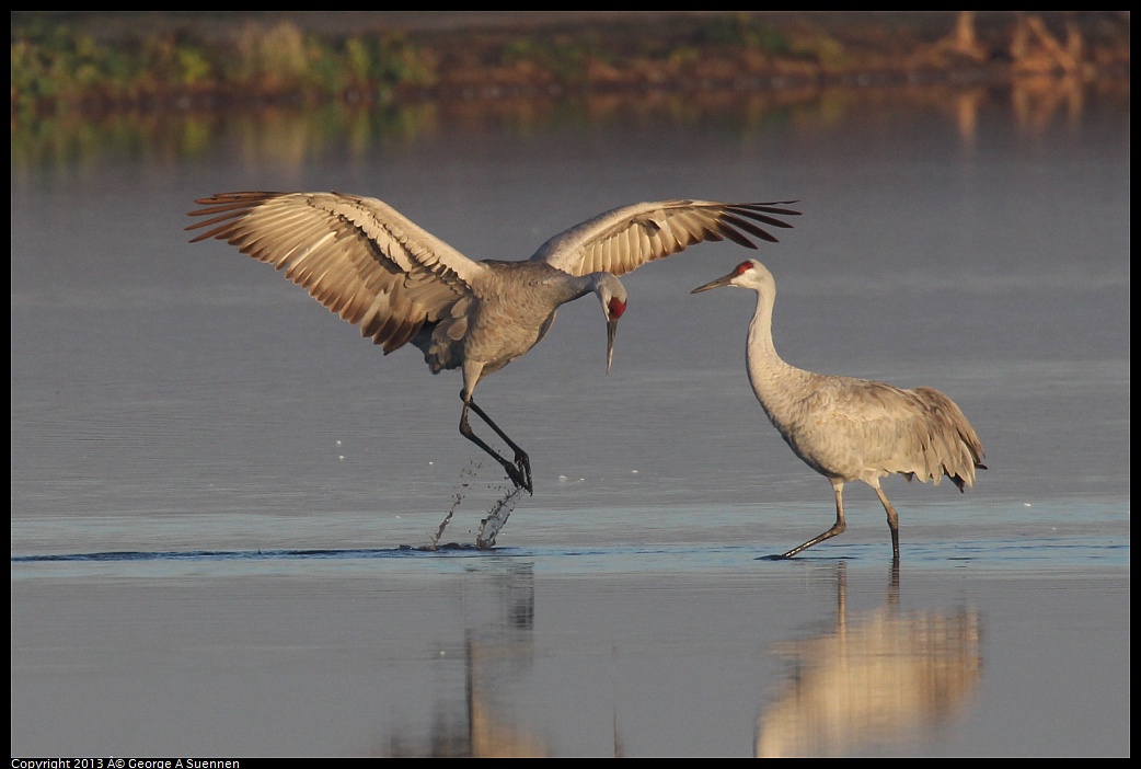 0119-080819-03.jpg - Sandhill Crane