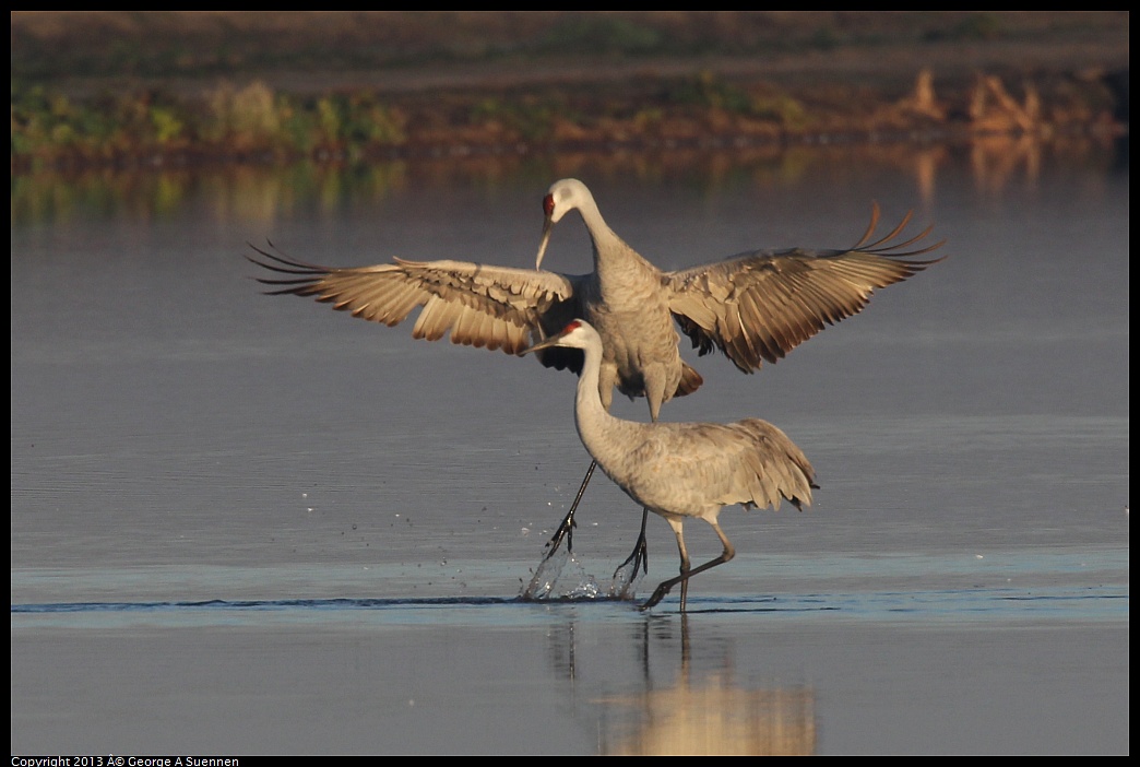 0119-080820-01.jpg - Sandhill Crane