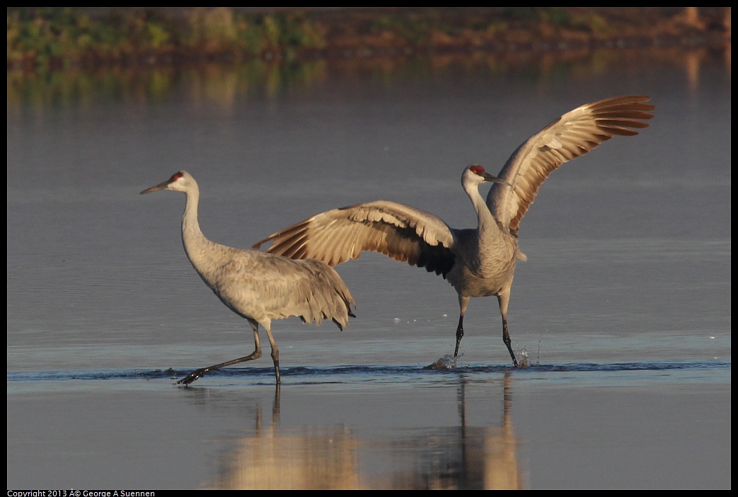 0119-080822-04.jpg - Sandhill Crane