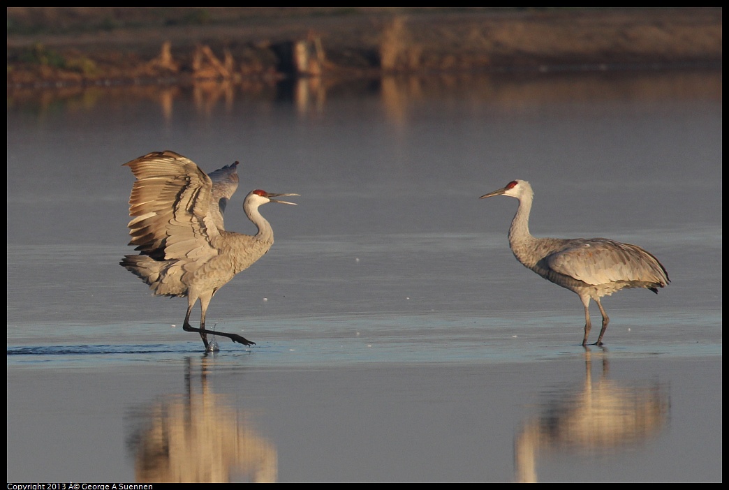 0119-080824-02.jpg - Sandhill Crane