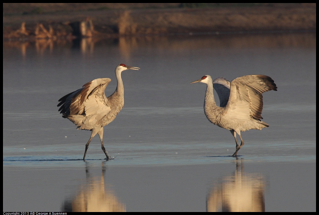 0119-080824-03.jpg - Sandhill Crane