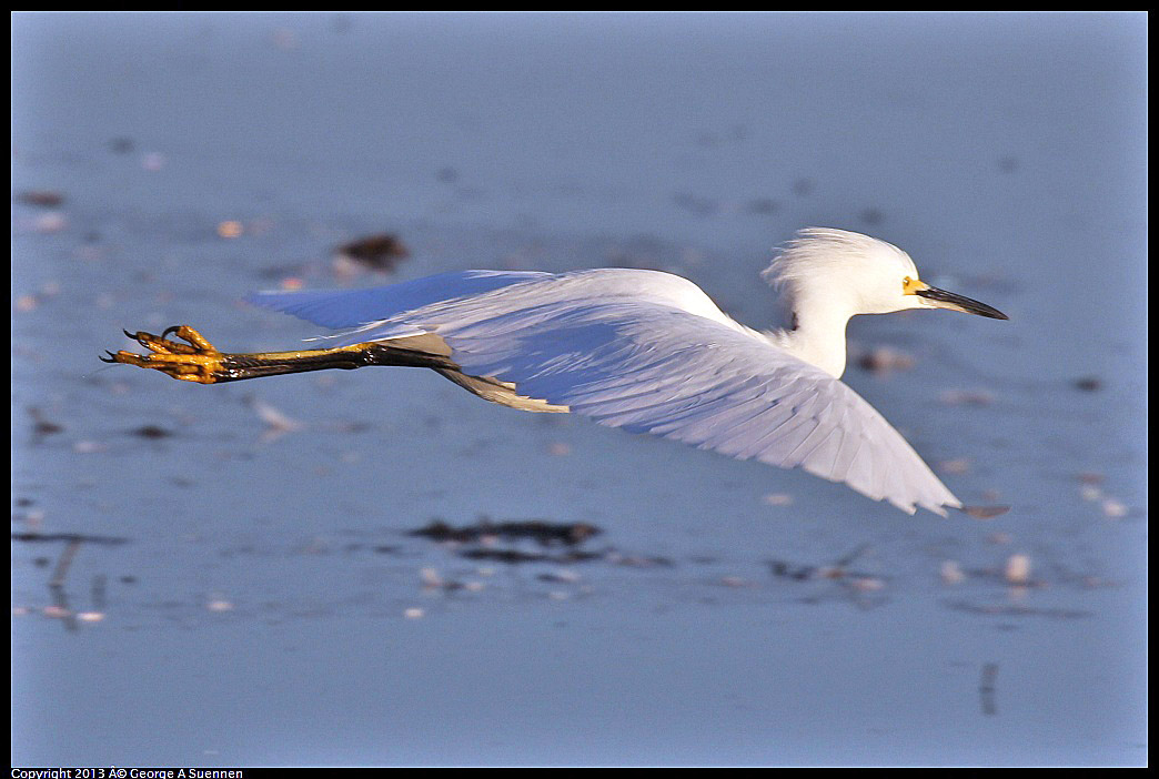 0119-080935-02.jpg - Snowy Egret