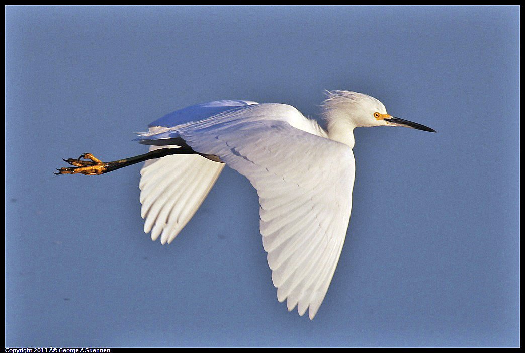 0119-080936-01.jpg - Snowy Egret