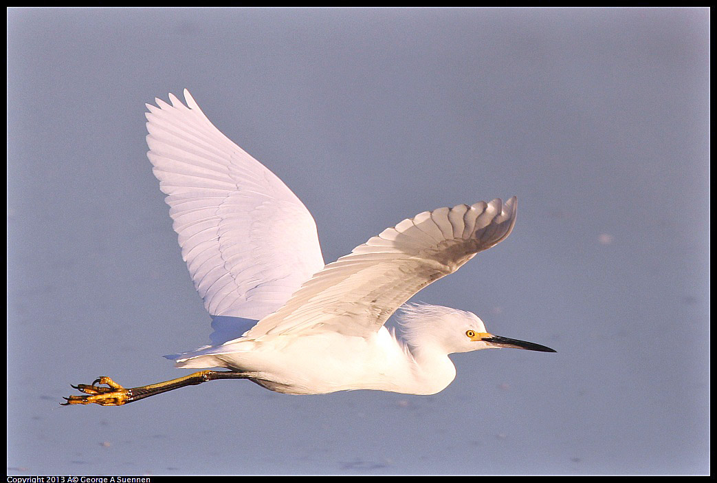 0119-080936-04.jpg - Snowy Egret