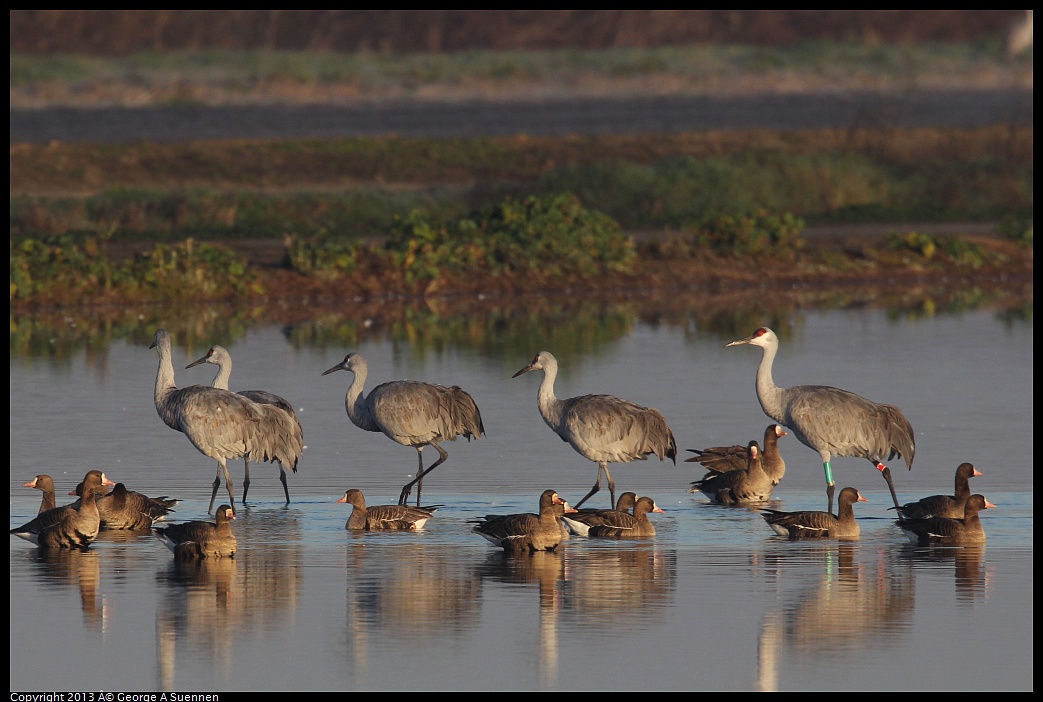 0119-081131-02.jpg - Sandhill Crane