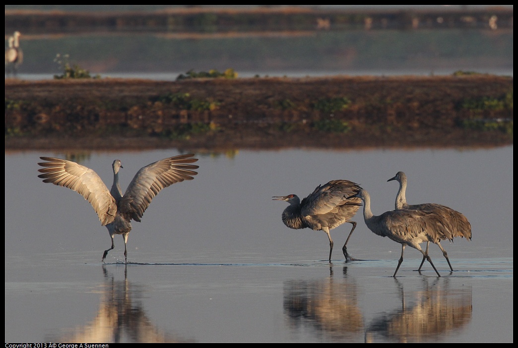 0119-081204-02.jpg - Sandhill Crane