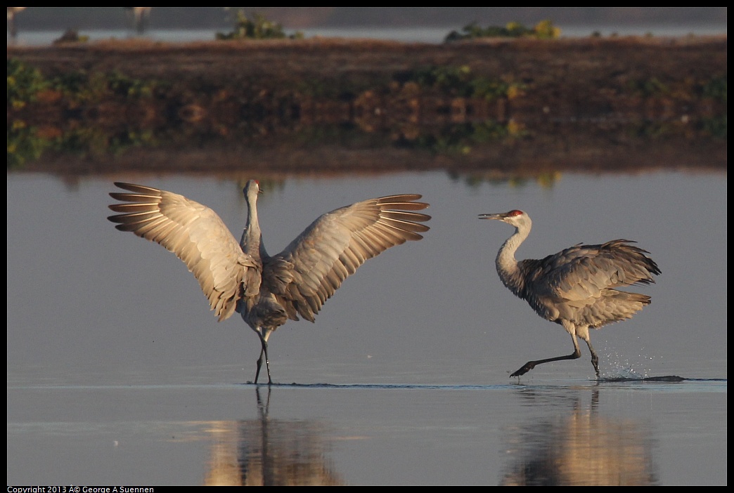 0119-081204-05.jpg - Sandhill Crane