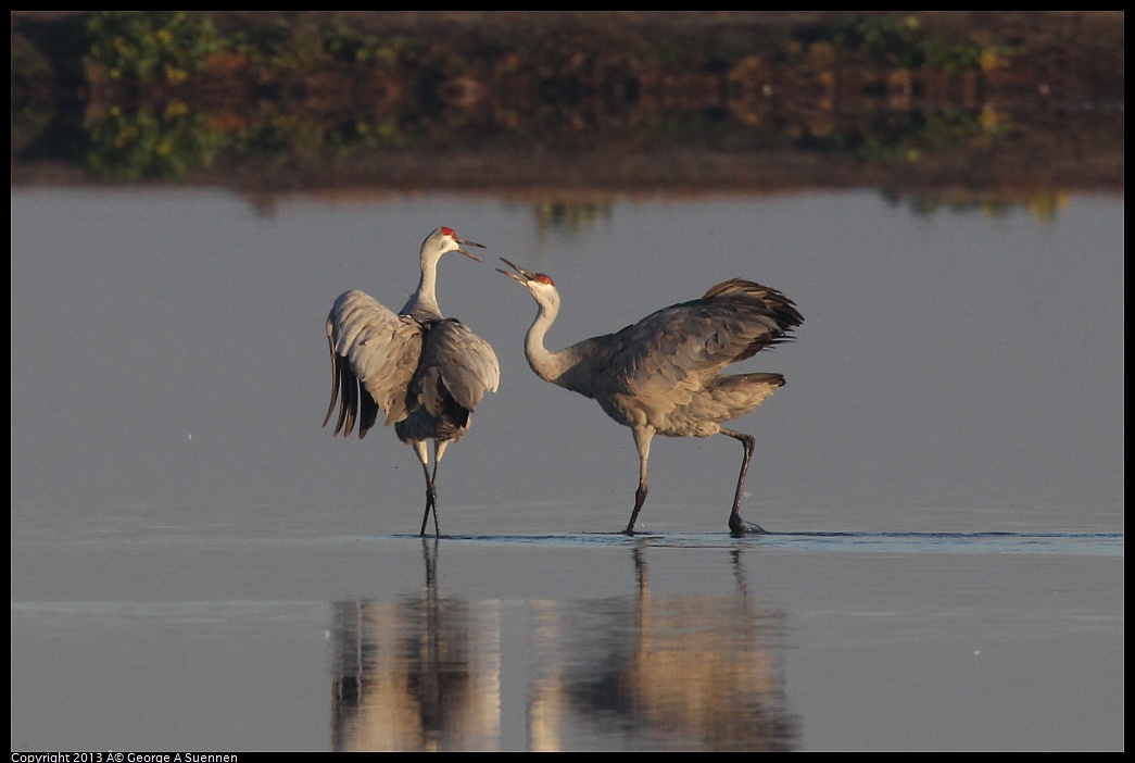 0119-081205-04.jpg - Sandhill Crane