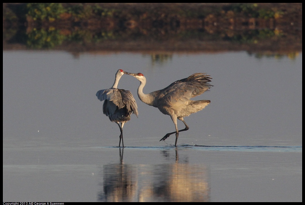 0119-081206-01.jpg - Sandhill Crane