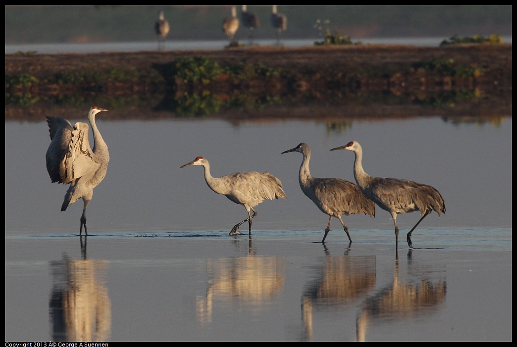 0119-081211-02.jpg - Sandhill Crane