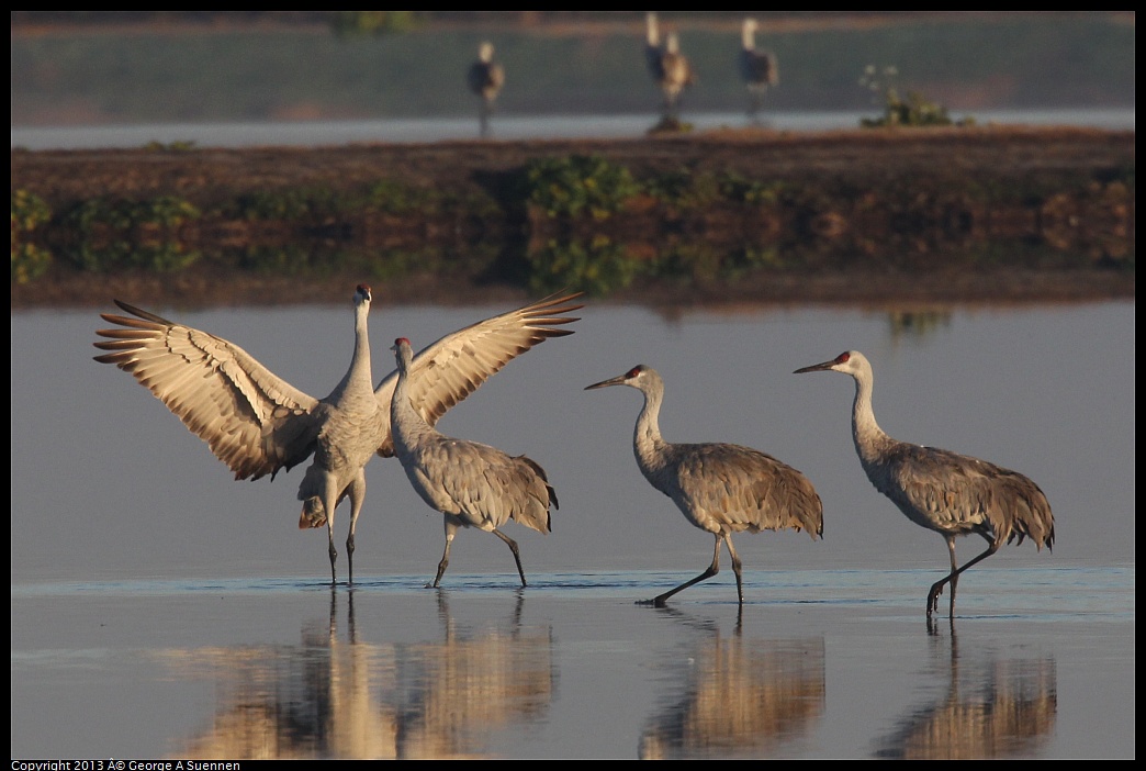 0119-081212-05.jpg - Sandhill Crane