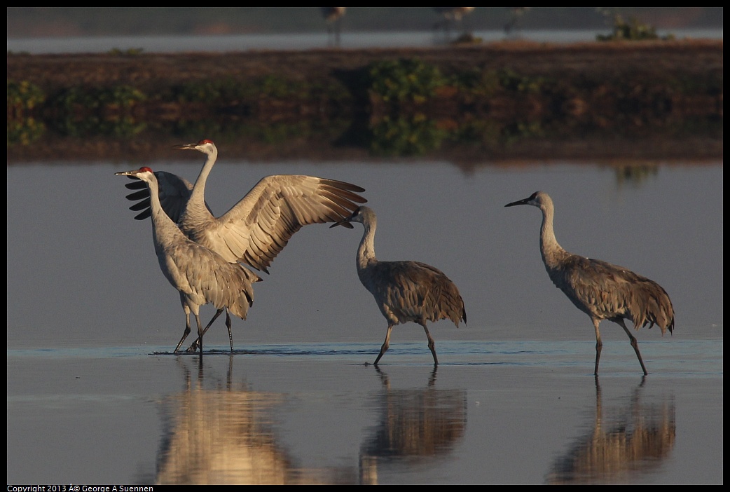 0119-081213-04.jpg - Sandhill Crane