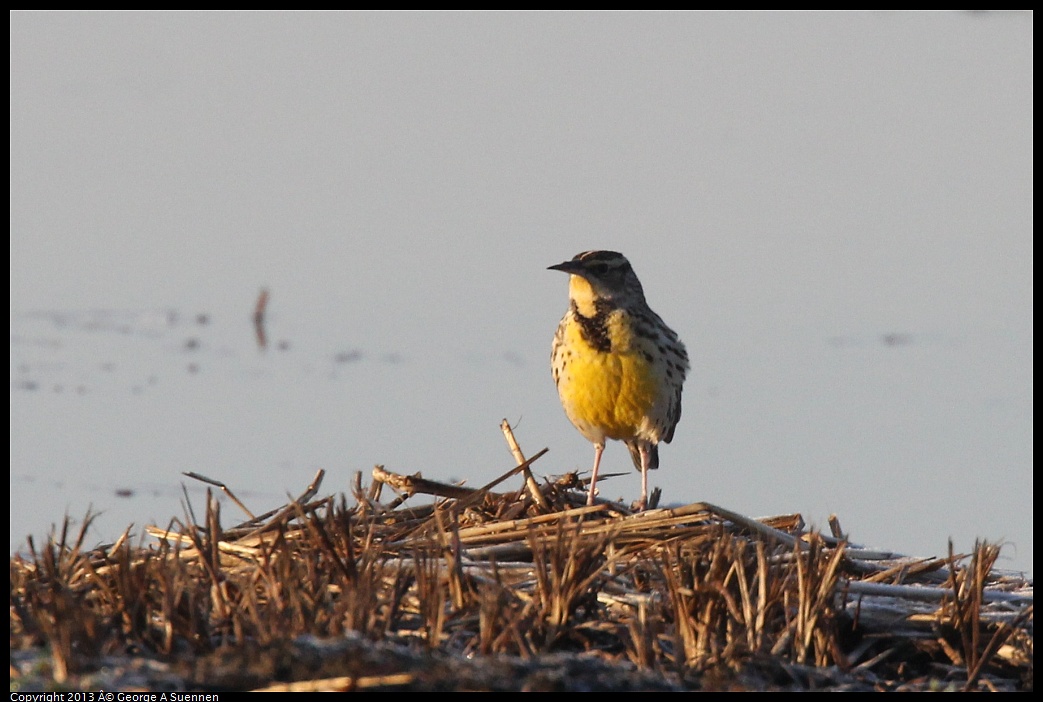 0119-081324-01.jpg - Western Meadowlark