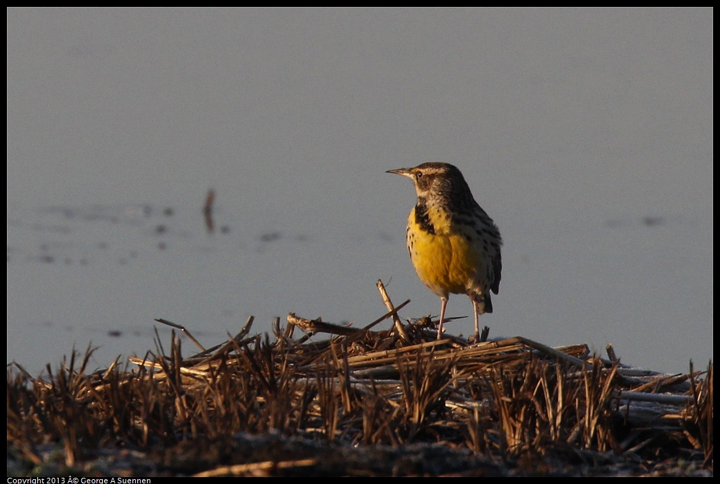 0119-081326-02.jpg - Western Meadowlark