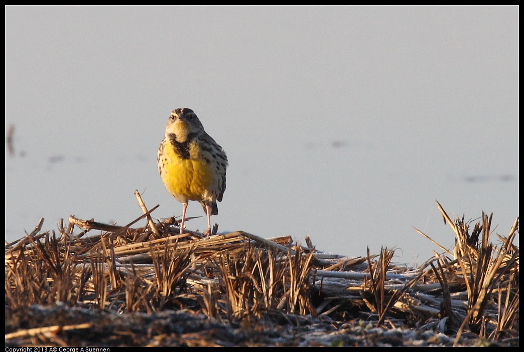 0119-081330-01.jpg - Western Meadowlark