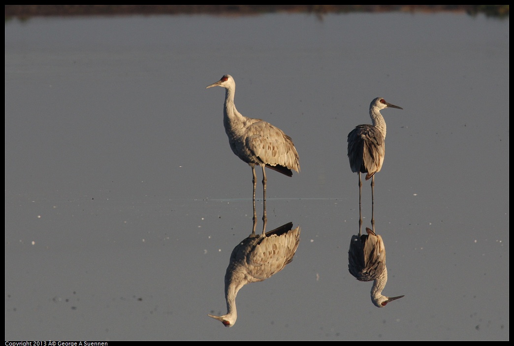 0119-081403-02.jpg - Sandhill Crane