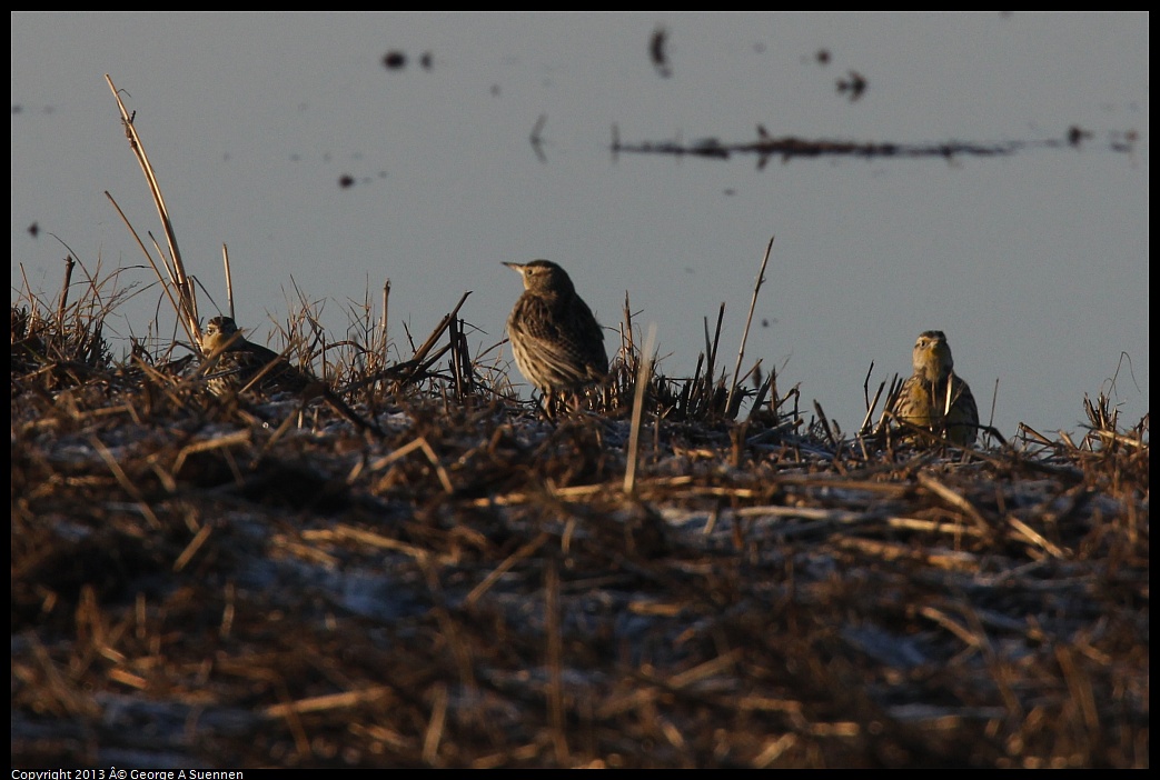 0119-081441-04.jpg - Western Meadowlark