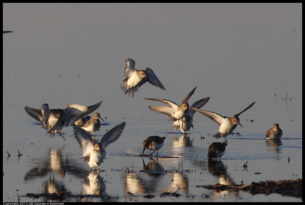 0119-081509-03.jpg - Dunlin