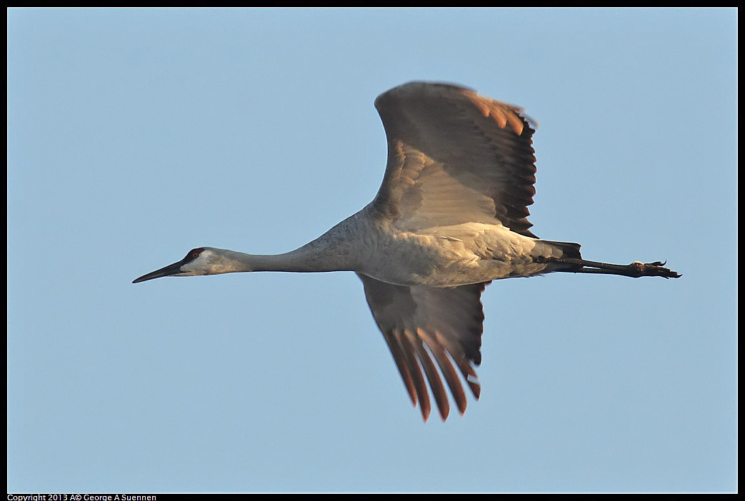 0119-081550-03.jpg - Sandhill Crane