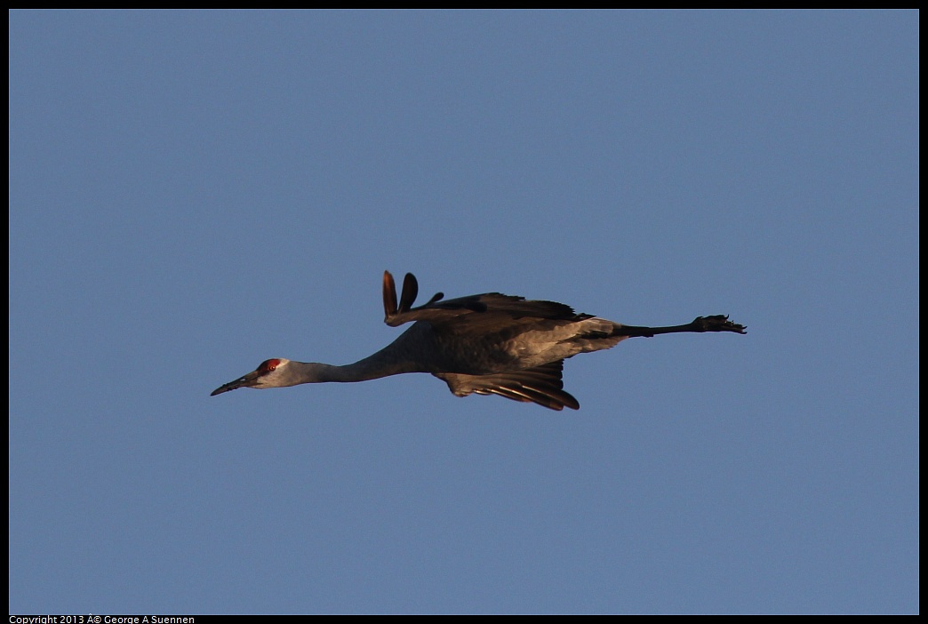 0119-081748-02.jpg - Sandhill Crane