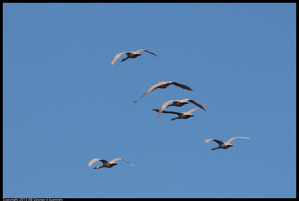 0119-081805-02.jpg - Tundra Swan