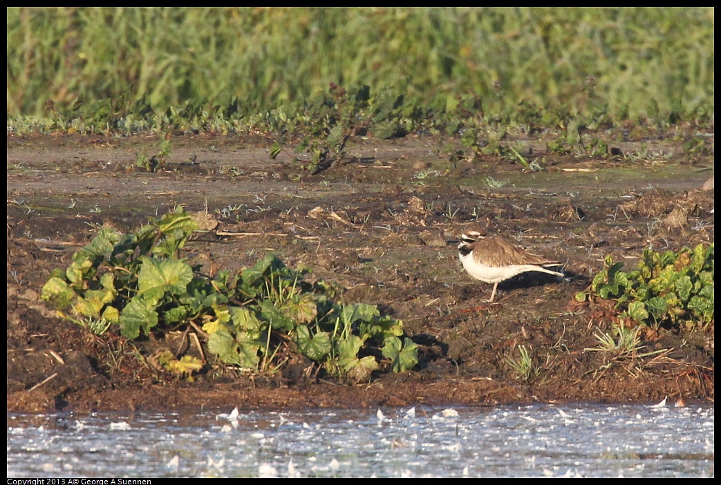 0119-081925-02.jpg - Killdeer