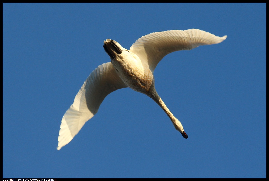 0119-082200-02.jpg - Tundra Swan