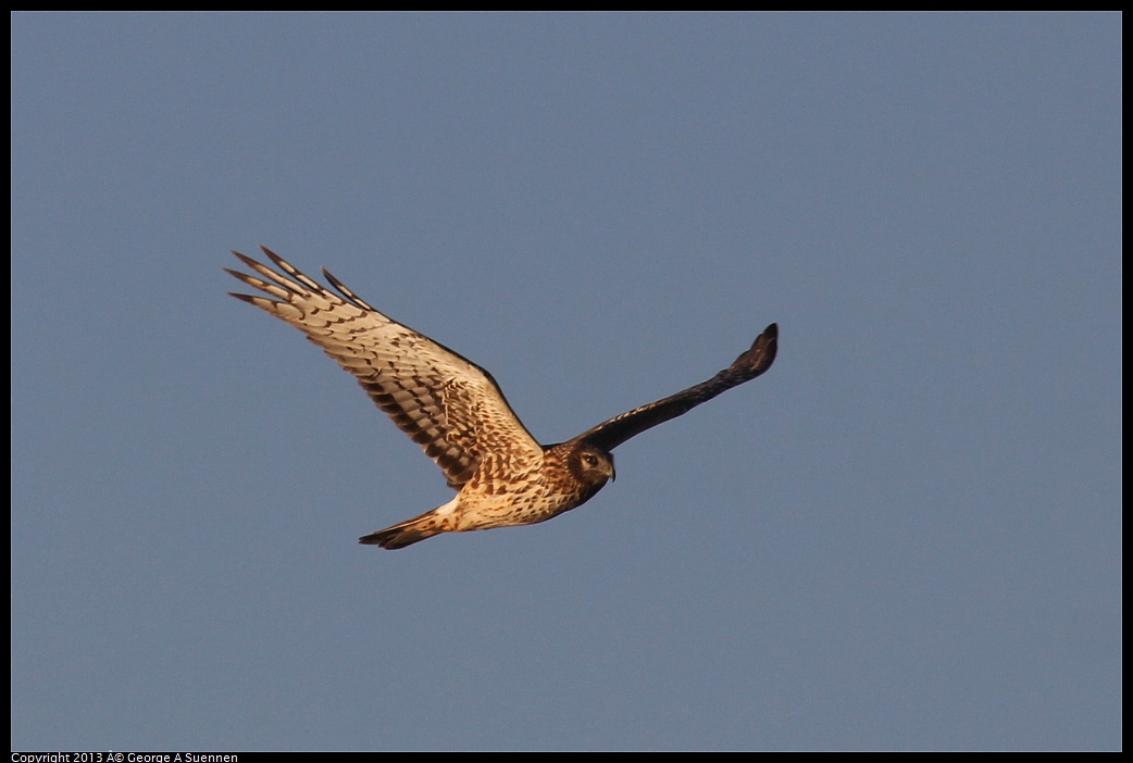 0119-082249-04.jpg - Northern Harrier