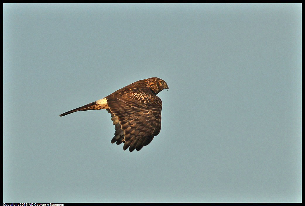 0119-082258-04.jpg - Northern Harrier