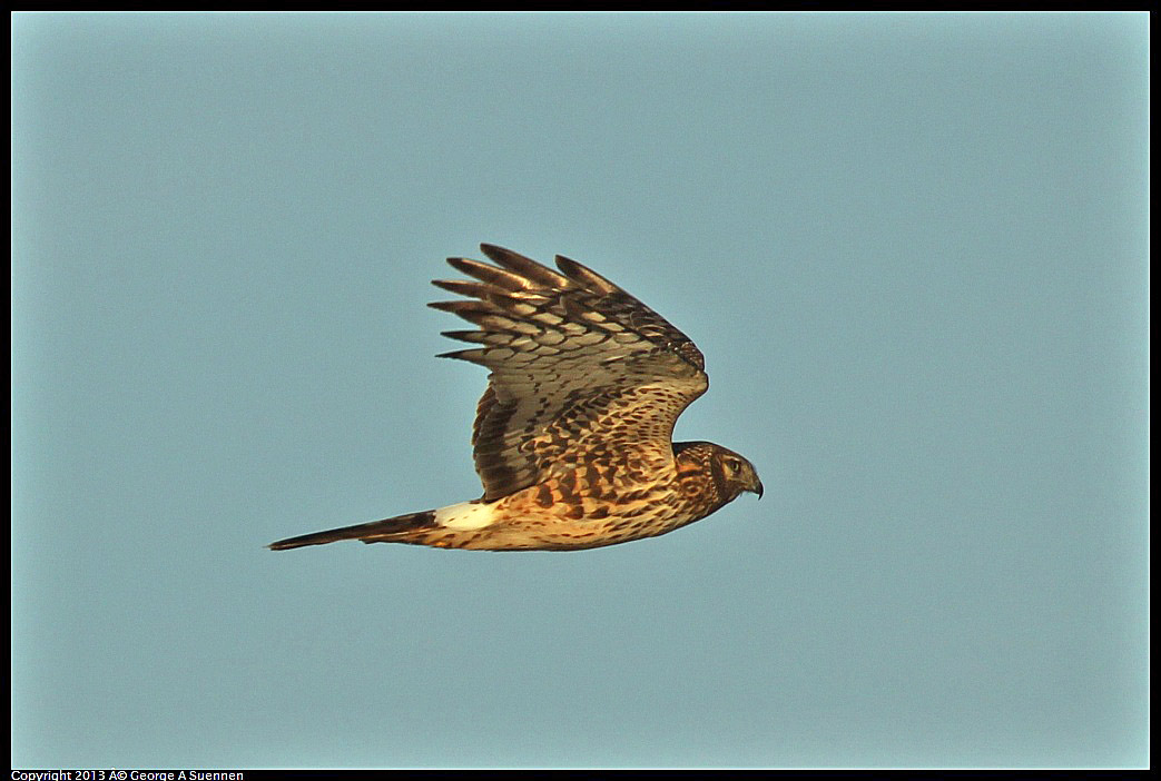 0119-082258-05.jpg - Northern Harrier