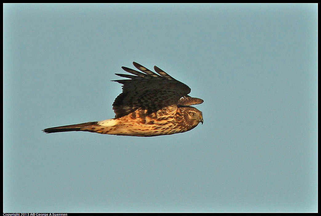 0119-082300-02.jpg - Northern Harrier